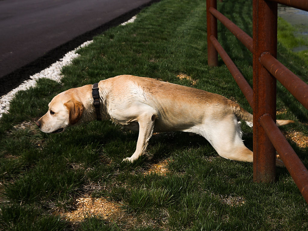 Maximus, one of our two hunting dogs, wiggles his way from underneath our neighbor’s fence